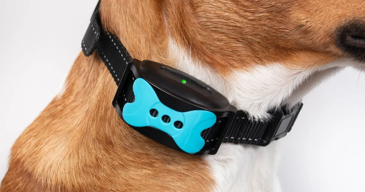 L'IA transforme la pet tech : innovations et enjeux